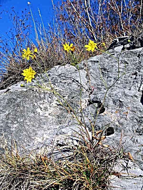 Hieracium porrifolium / Sparviere a foglie sottili